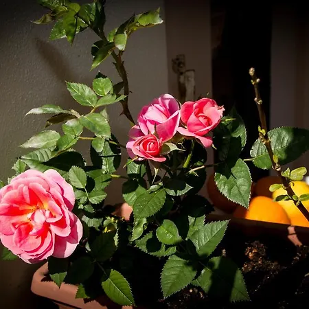 Martina Bed & Breakfast